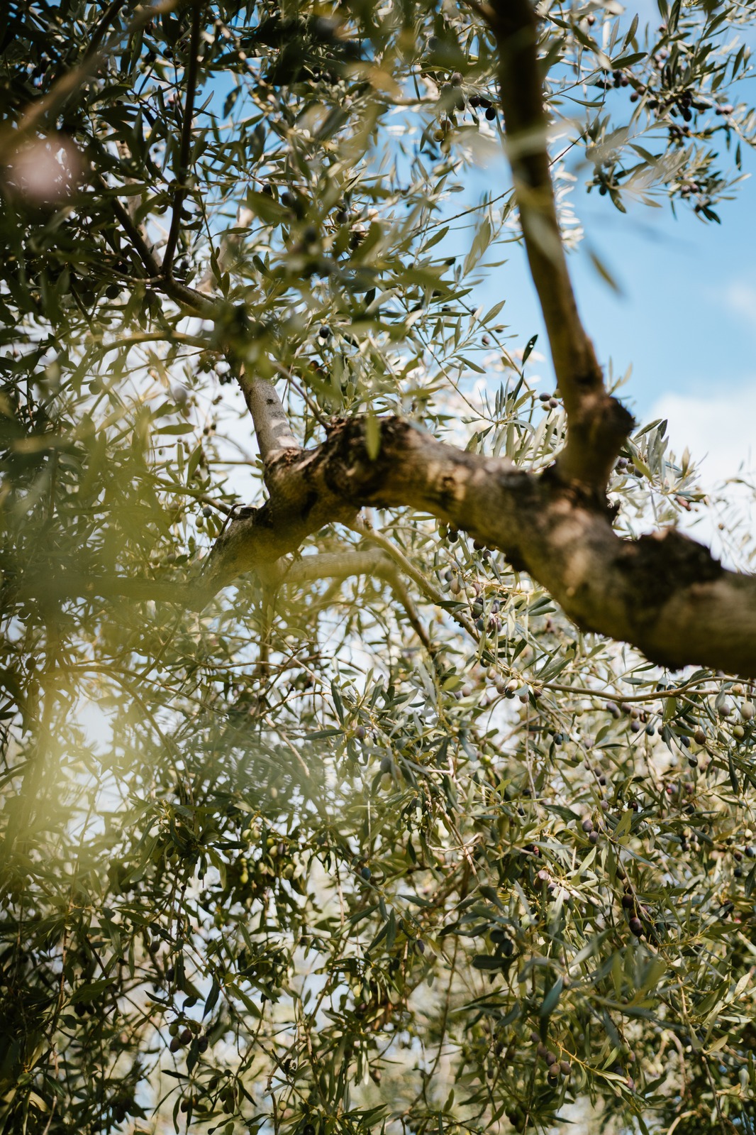 Olive Peranzana e foglie d’ulivo
